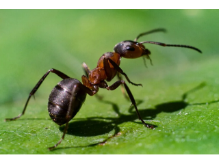 5 доступных способов избавления от муравьев