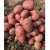 Картофель семенной Балтик Роуз РС1-2