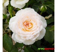 Роза флорибунда Кристина Герцогиня Садовита