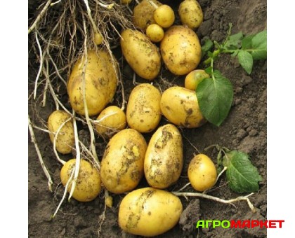 Картофель семенной Наташа РС1-2