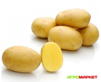 Картофель семенной Наташа РС1-2